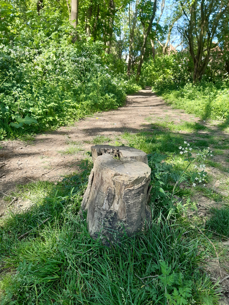 cutted tree