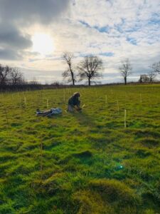 Tree planting
